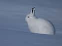 Arctic Hare on Random Coolest Animals That Live In Tundra