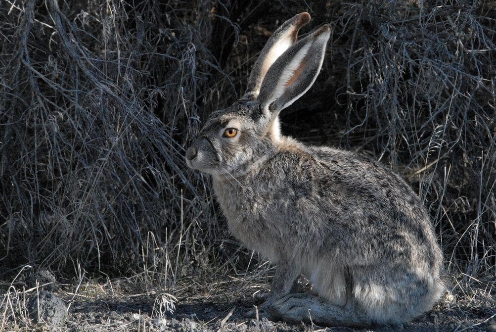 Заяц русак фото. Заяц-русак. Заяц русак беляк тумак. Отряд зайцеобразные кролики. Заяц русак (lepus europaeus).