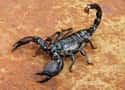Emperor scorpion on Random Weirdest Animals You Can Legally Own In US