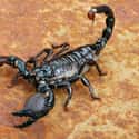 Emperor scorpion on Random Weirdest Animals You Can Legally Own In US