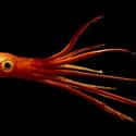Giant squid on Random Fascinating, Borderline Unbelievable Animal Brains