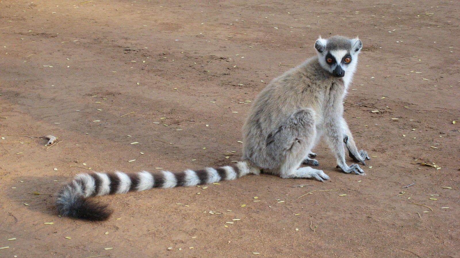 Image of Random Insanely Cool Animals You Can Only Find In Madagascar