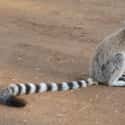 Lemur on Random Insanely Cool Animals You Can Only Find In Madagascar