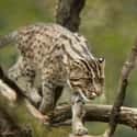 Fishing Cat on Random Wild Dog And Cat Species That Are Amazingly Rare
