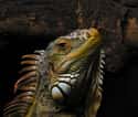 Iguana on Random Worst Dads In Animal Kingdom