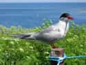 Arctic Tern on Random Most Interesting Birds on Earth