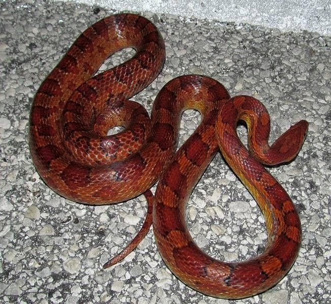 Stunning Pregnant Corn Snake Care image