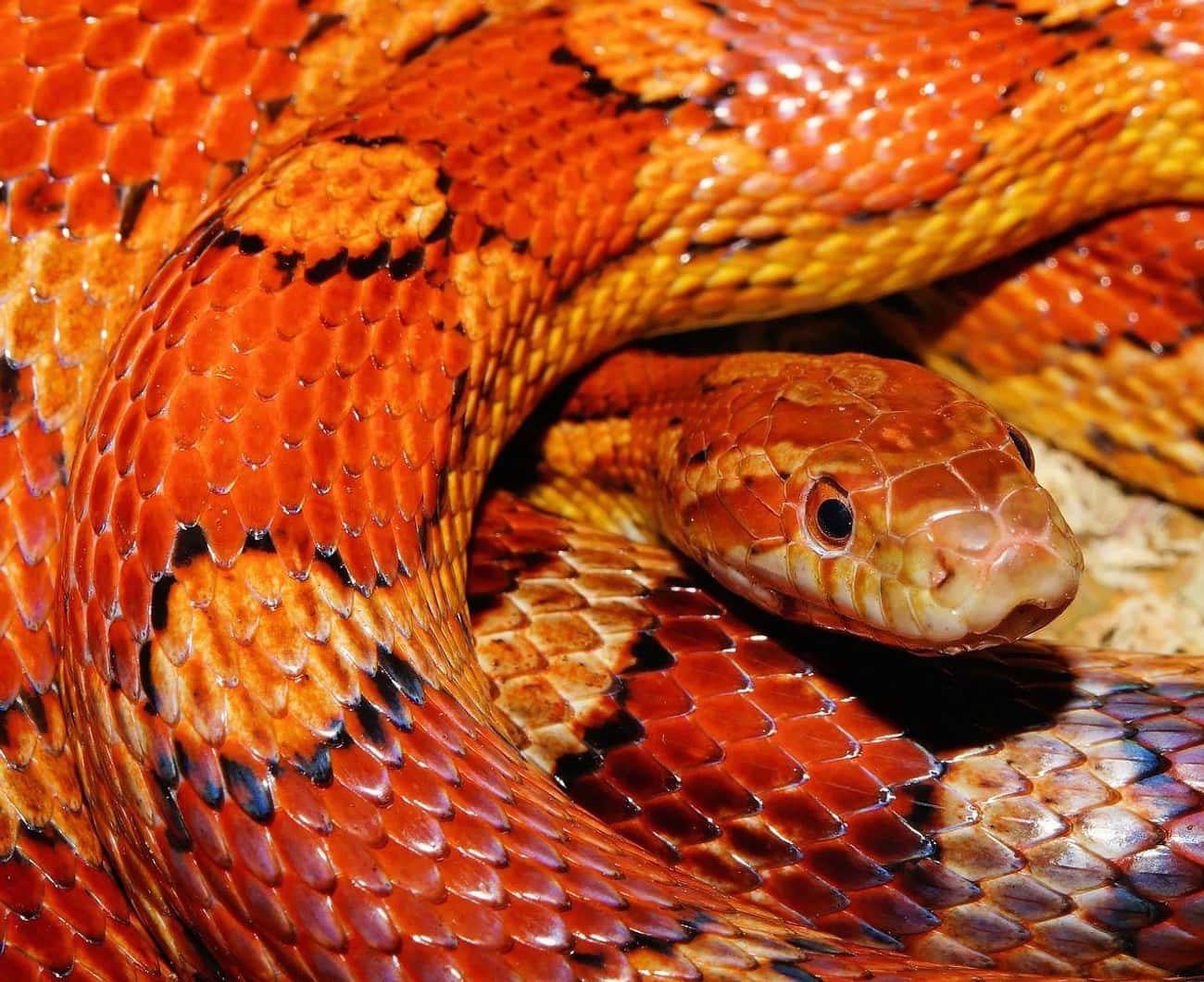 Orange: The Corn Snake