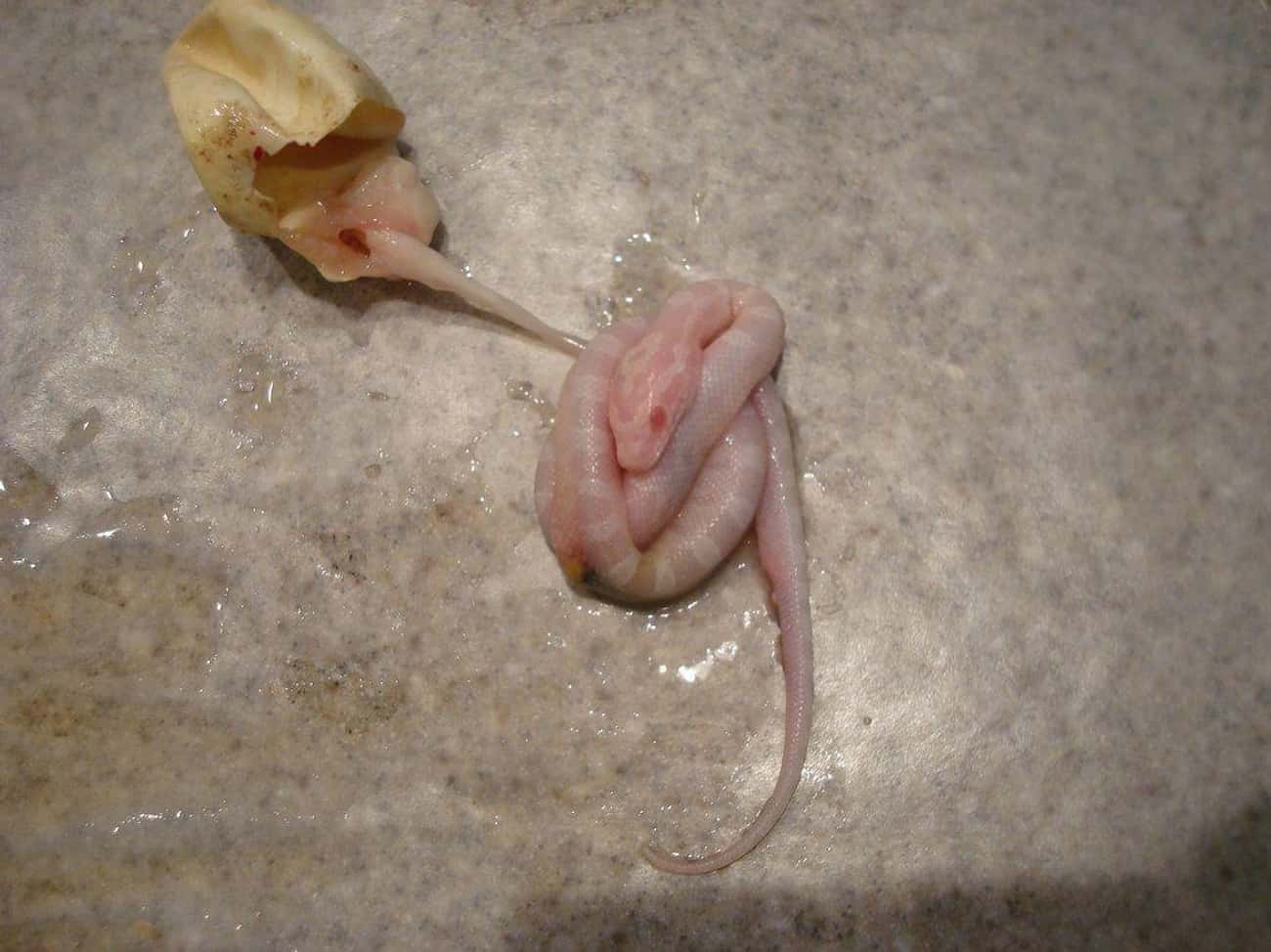 This Newborn Albino Corn Snake Is Still Covered In Slime