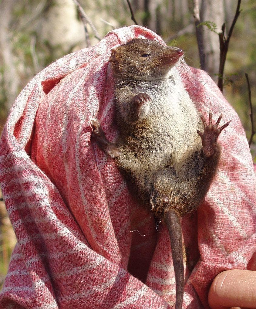 Antechinus is listed (or ranked) 2 on the list 10 Animals Who Die Immediately (Or Close to) After Sex