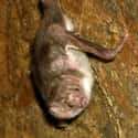 Vampire bat on Random Animals You Would Not Want To Be Reincarnated As