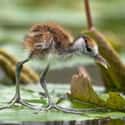 African Jacana on Random Weird Animal Feet You Have To See To Believe