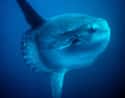 Ocean sunfish on Random Most Poisonous Creatures In Sea