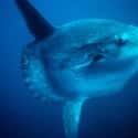 Ocean sunfish on Random Most Poisonous Creatures In Sea