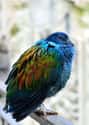 Nicobar Pigeon on Random Vibrant Rainbow Animals That Most People Don't Realize Exist