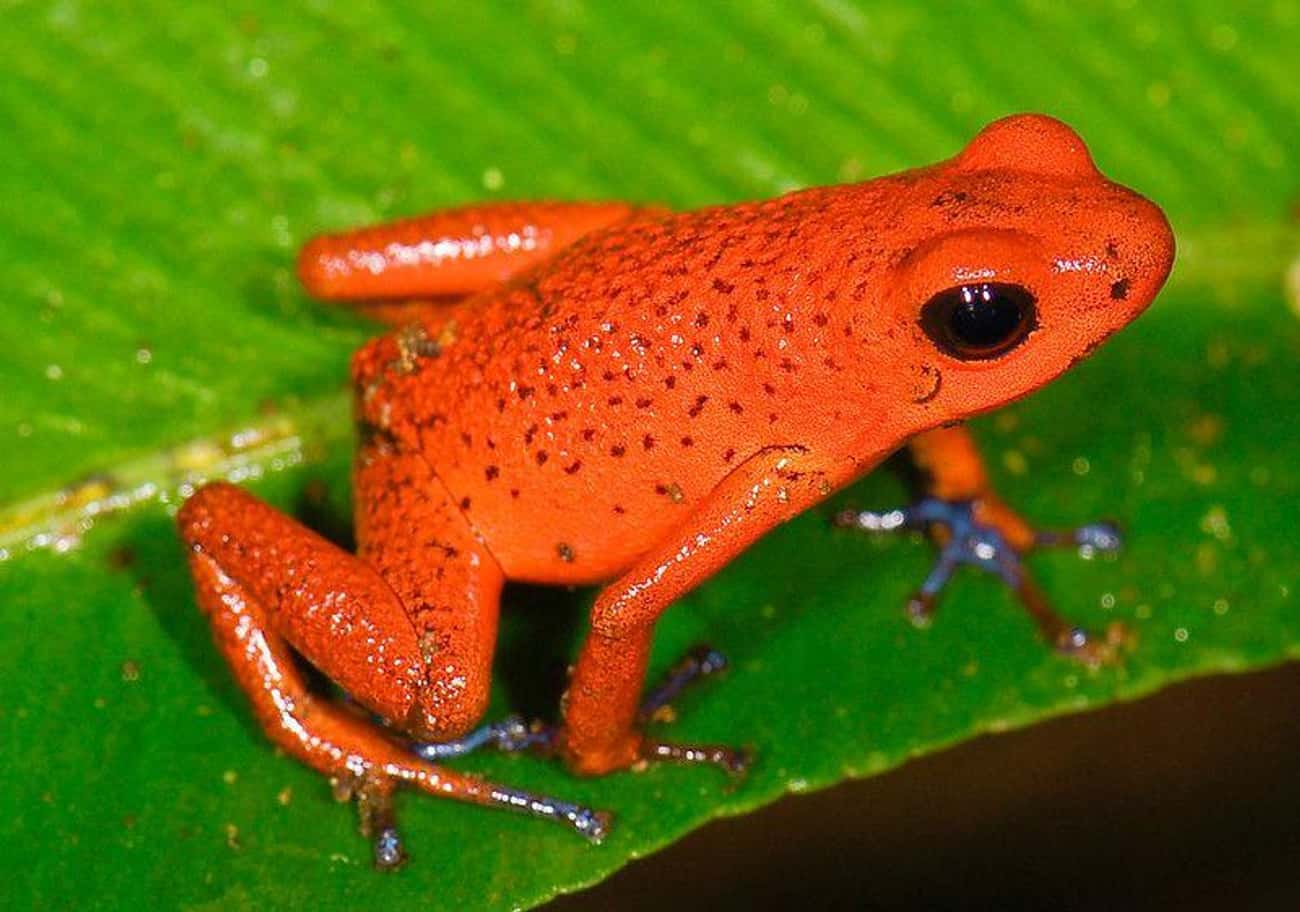 Strawberry Poison-Dart Frogs Go Above And Beyond