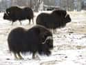 Musk Ox on Random Coolest Animals That Live In Tundra