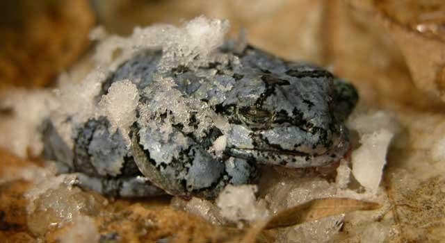 Animals That Hibernate Interesting Facts About Hibernation