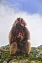 Gelada on Random Oddly Terrifying Animal Mouths That Are Upsetting To Even Look At