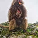 Gelada on Random Oddly Terrifying Animal Mouths That Are Upsetting To Even Look At