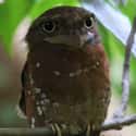 Sri Lanka Frogmouth on Random Most Interesting Birds on Earth