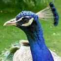Common Peafowl on Random Wild Animals That Cause Serious Problems In Florida