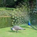 Common Peafowl on Random Animal Facts That Sound Fake, But Are 100% Legit