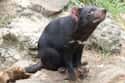 Tasmanian Devil on Random Fascinating Facts You Probably Never Learned About Marsupials