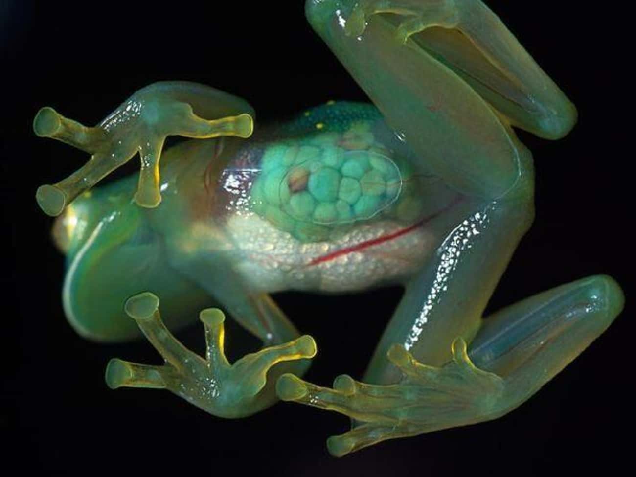 Лягушки окружающие мир. Венесуэльская стеклянная лягушка. Стеклянная лягушка (Glass Frog). Стеклянная лягушка (лат.Centrolenidae). Стеклянные лягушки семейство бесхвостых.