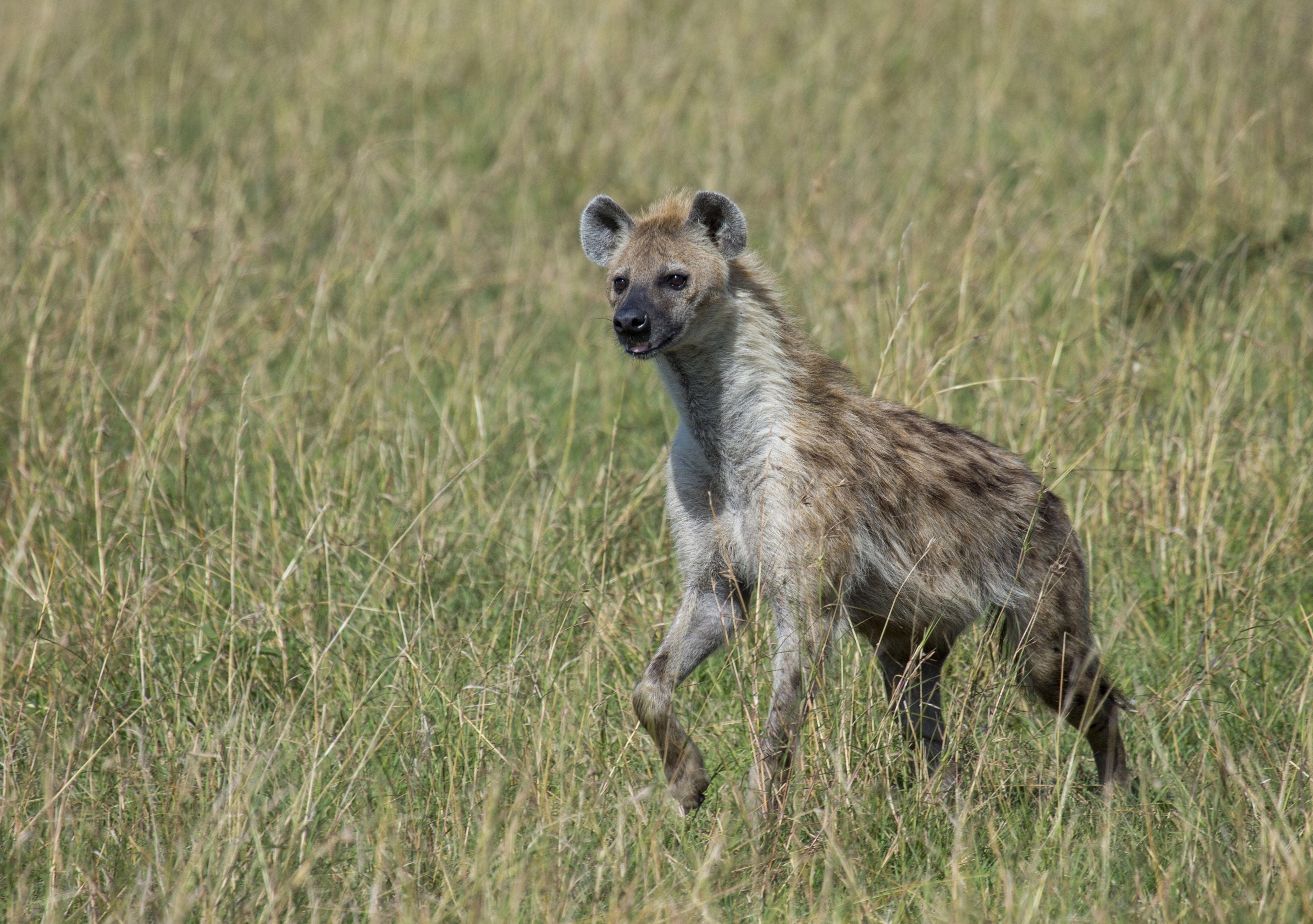 9 Female Animals with Pseudo Penises