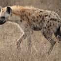 Spotted Hyena on Random Real Animals That Literally Have Superpowers