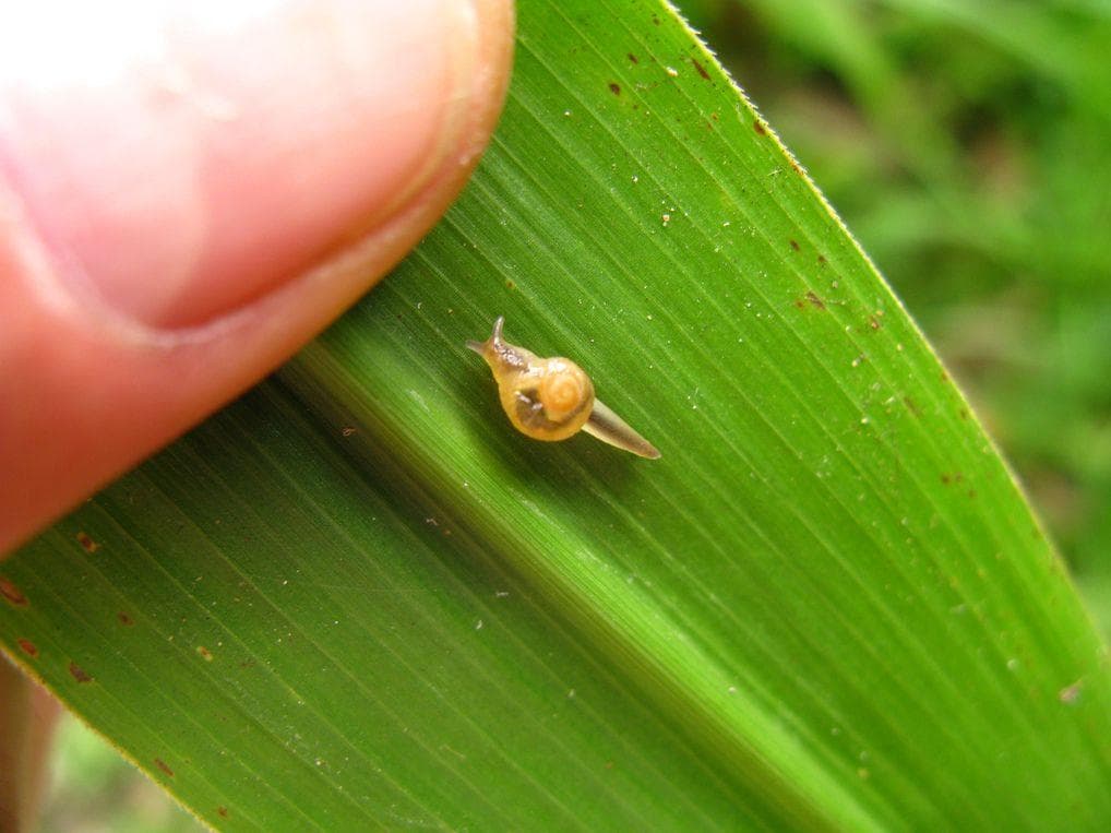 These Animals Can Survive Being Eaten Alive