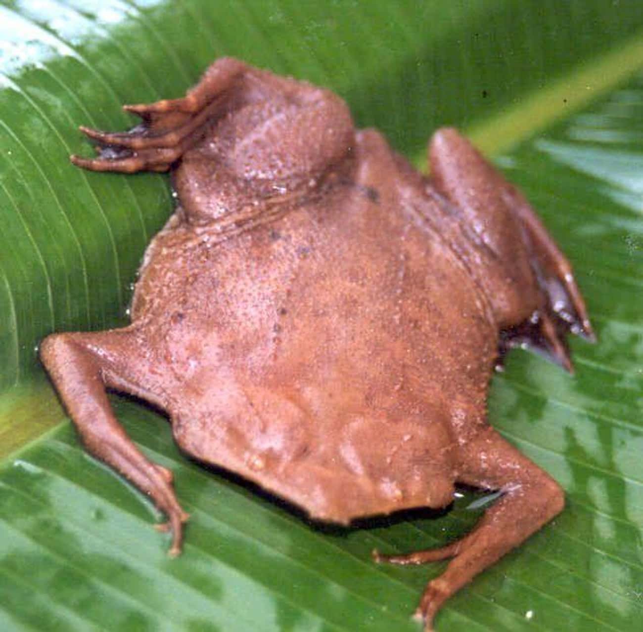 Surinam Toad Birth