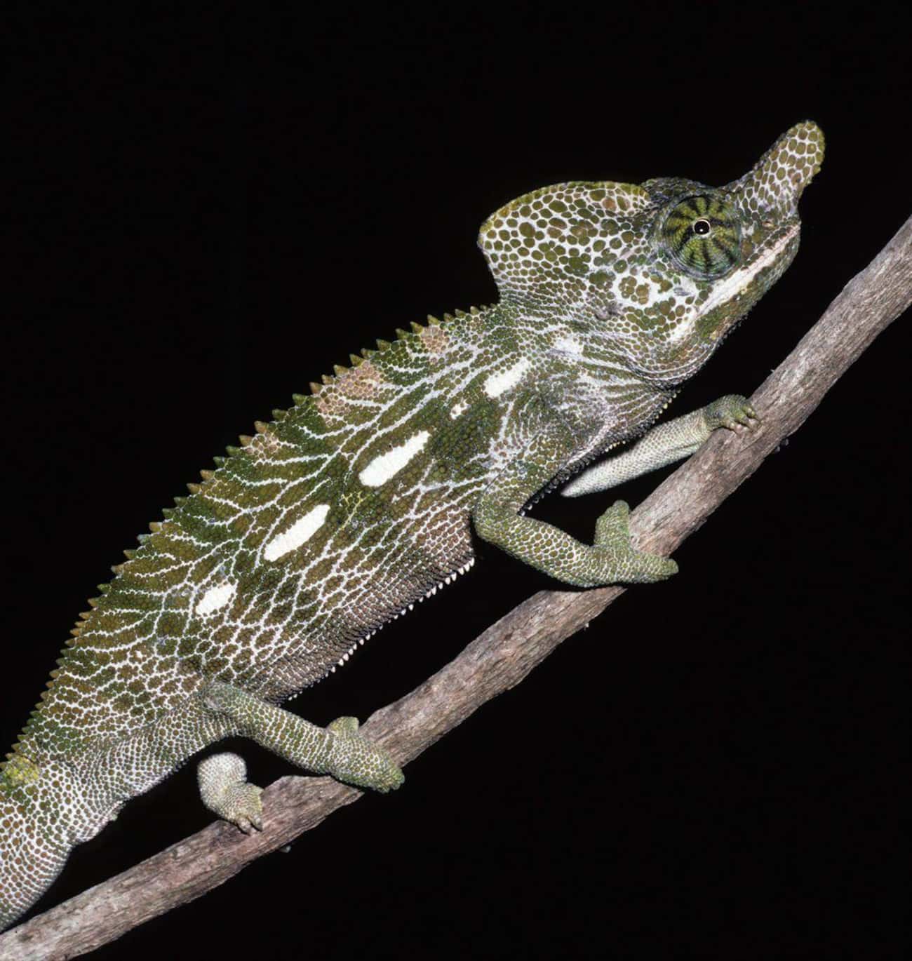 Furcifer Labordi Chameleons Die After Mating (If They Don&#39;t Kill Each Other First)