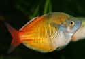 Rainbowfish on Random Vibrant Rainbow Animals That Most People Don't Realize Exist