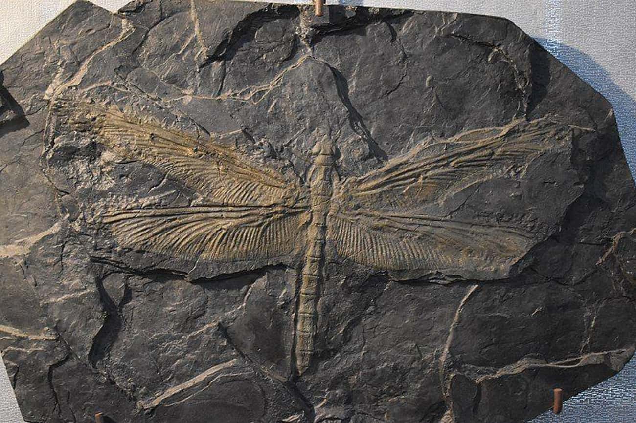 The Meganeura Dragonfly Was As Big As An Eagle