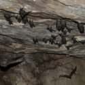 Seychelles Sheath-tailed Bat on Random Animals are Fewer Than 100 In Entire World