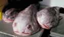 Blobfish on Random Animals You Would Not Want To Be Reincarnated As