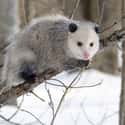 Opossum on Random Fascinating Facts You Probably Never Learned About Marsupials