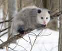 Opossum on Random Crazy Ways Animals Have A Sixth Sense