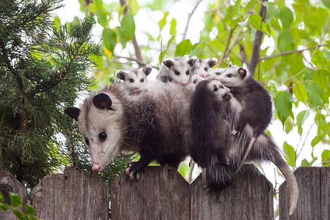 Opossum and Joeys