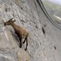 Alpine Ibex on Random Real Animals That Literally Have Superpowers