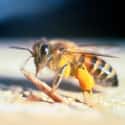 Africanized bee on Random Scariest Types of Insects in the World