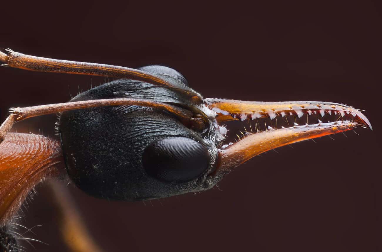 Australian Bull Ant