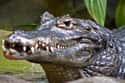 Black Caiman on Random Most Terrifying Creatures Found In Amazon River