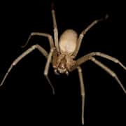 Reclusive Brown Spider