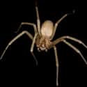 Brown recluse spider on Random Scariest Animals in the World
