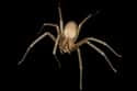 Brown recluse spider on Random Scariest Types of Spiders in the World