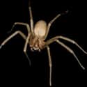 Brown recluse spider on Random Scariest Types of Spiders in the World