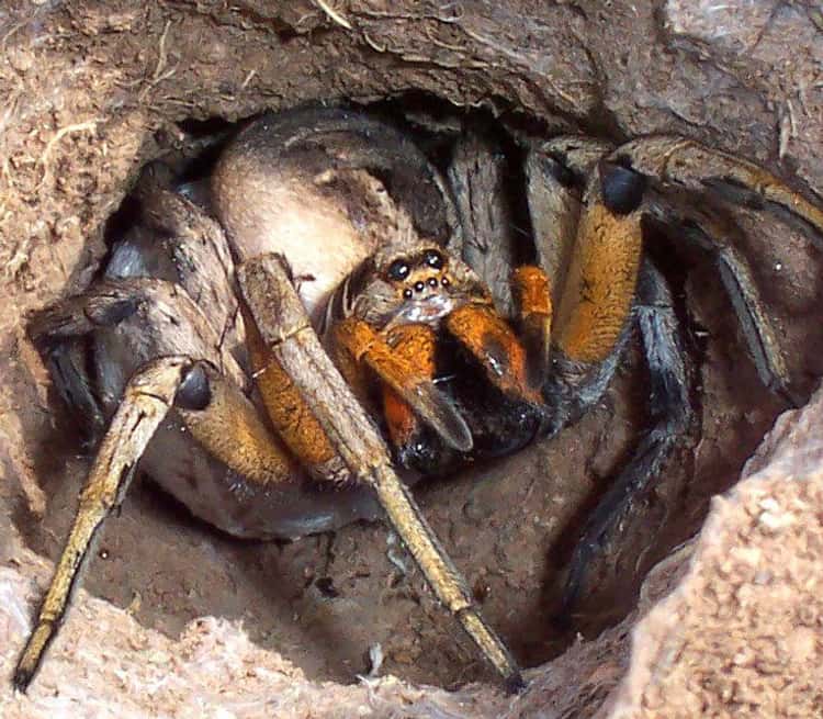 Scariest Spiders List Types Of Dangerous Spider Species Art